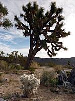 joshua tree national park (10).JPG